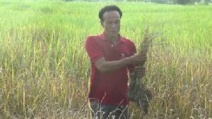 “ชาวนาเรณูนคร” ทุกข์หนัก เจอเพลี้ยกระโดดในนาข้าว