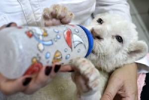 White lion cubs play toy