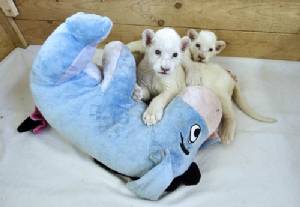 White lion cubs play toy