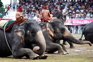 “มหัศจรรย์งานช้างสุรินทร์”...ชมลีลาช้างไทย ความสามารถบันลือโลก