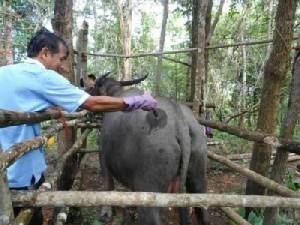 ชาวน้ำไผ่ร้องศูนย์ดำรงธรรม ขอเงินชดเชยค่าควายตายกว่า 100 ตัว