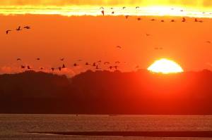 Migratory birds, fish and mammals get new UN protection