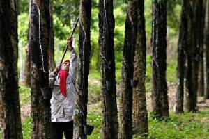 การปฏิรูปยางพาราไทย (ตอนที่ 1) ดึงจีนร่วมทุนแปรรูปยาง