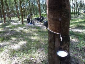 การปฏิรูปยางพาราไทย (ตอนที่ 2) ต้องนิยามคำว่าเกษตรกรใหม่ใน พ.ร.บ.การยางฯ