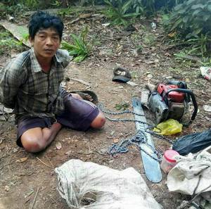 รวบเขมรข้ามแดนตัดไม้พะยูงในเขตป่าอนุรักษ์รอยต่อพรมแดนไทย-กัมพูชา
