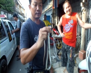 กู้ภัยจันทบุรี จับงูทางมะพร้าวหนีหนาวเข้าบ้านคน