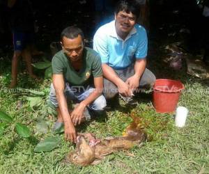พบลูกวัวปะหลาดมี 2 หัว 4 ตา 3 หู แต่คลอดออกมาตาย