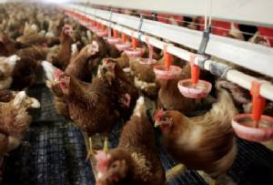 WHO เตือนหวัดนกสายพันธุ์ H5N8 อาจแพร่ระบาดทั่วยุโรป