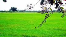สศก.ประเมินจัดรูปที่ดิน