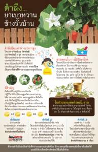 ตำลึง...ยาเบาหวานข้างรั้วบ้าน