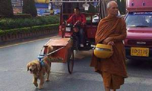 สลด! “เจ้าสมหวัง” สะโพกเสื่อม ช่วยพระลากของบิณฑบาตร