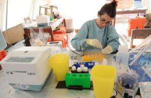 Sperm can carry Ebola for 82 days: WHO