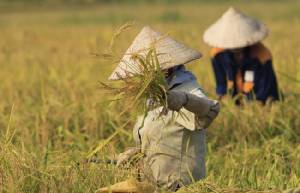 เวียดนามส่งออกข้าวกว่า 6 ล้านตัน ในช่วง 11 เดือนแรกของปี