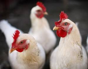 ญี่ปุ่นสั่งเชือดไก่ 4,000 ตัวในมิยาซากิ หลังพบเชื้อ “ไข้หวัดนก”