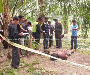 หนุ่มวัย 19 ปี ดวงถึงฆาตปีใหม่ ปืนต้นกระท่อมพลัดตกดับอนาถ