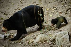 "หมีหมาเชียงใหม่"นำลูกน้อยออกโพรงโชว์ตัว นักท่องเที่ยวฮือฮากันทั่ว(ชมคลิป)