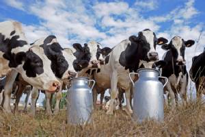Can you drink too much milk? Study raises questions