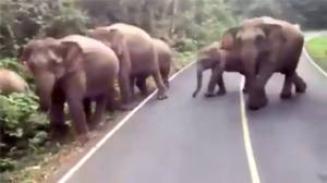 [ชมคลิป] ขอ 5 นาที! เจ้าหน้าที่อุทยานฯ เขาใหญ่ขอร้อง “โขลงช้าง” หลบรถนักท่องเที่ยวกันถูกชน