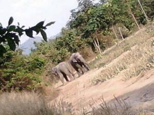 ช้างป่าทำร้ายคนงานกรีดยางบาดเจ็บ ก่อนกินสับปะรดฉีดยาฆ่าแมลง ถึงขั้นเดินเซป่าหลังโรงเรียน