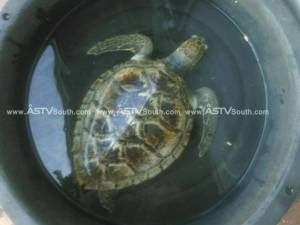 ชุมพรคลื่นแรงซัดลูกเต่ากระป่วยเกยตื้นหาดอ่าวทุ่งมะขาม