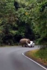 [ชมคลิป] ช้างป่าเขาใหญ่ตื่น ไล่เหยียบรถนักท่องเที่ยว