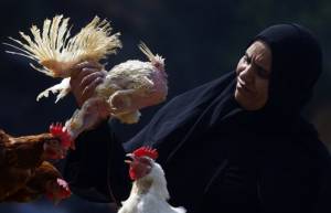ยอดเหยื่อหวัดนกในอียิปต์ เพิ่มเป็น 4 ศพนับแต่เริ่มปี 2015