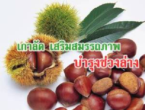 เกาลัด เสริมสมรรถภาพ เพิ่มกำลังขาและกล้ามเนื้อช่วงล่าง