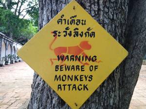 ผู้ตรวจฯ เผยพบปัญหาลิงป่วนชาวบ้าน 47 จังหวัด - ยันเทศบาลเมืองเพชรไม่เกียร์ว่าง