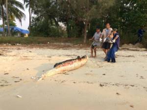 “โลมา” ตราด ตายเป็นตัวที่ 4 ปี 58