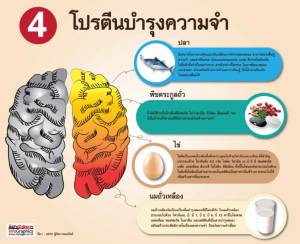 4 โปรตีนบำรุงความจำ
