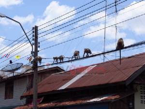 ผู้ตรวจฯ ผุด “เขาวังโมเดล” แก้ปัญหาลิงกัดคนเมืองเพชร