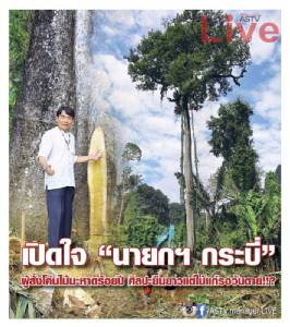 เปิดใจ “นายกฯ กระบี่” ผู้สั่งโค่นไม้มะหาดร้อยปี ศิลปะยืนยาวแต่ไม้แก่รอวันตาย!!?