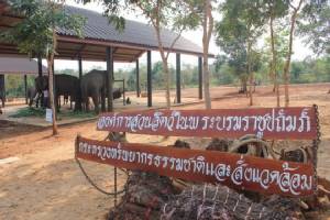 องค์การสวนสัตว์เตรียมเปิดโครงการคชอาณาจักร นำช้างคืนบ้านเกิด