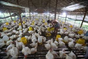 พม่ากำจัดไก่-นกกระทาหลายพันตัว สกัด H5N1 ระบาด