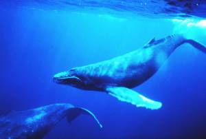 “วาฬหลังค่อม” โผล่หากินใกล้เกาะลันตา ตอกย้ำกระบี่ไม่ควรมีโรงไฟฟ้าถ่านหิน(ชมคลิป)