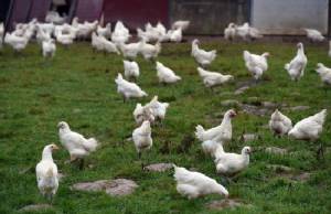 รบ.เนเธอร์แลนด์สั่งกำจัดไก่ 3 หมื่นตัว หลังพบหวัดนกระบาด