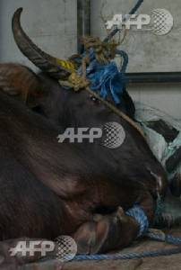 Buffalo gores abbatoir butchers then rampages through Manila