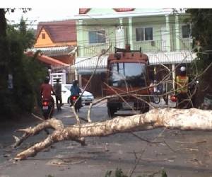 เมืองจันท์มืดนาน 2 ชั่วโมง หลังพายุลมแรงพัดต้นไม้ใหญ่-เสาไฟฟ้าล้ม