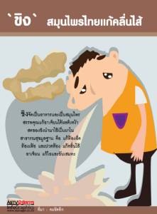 `ขิง` สมุนไพรไทยแก้คลื่นไส้