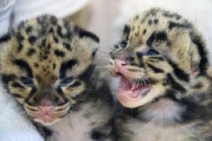 Endangered clouded leopard kittens born in Miami zoo