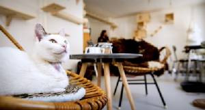 First cat cafe in Amsterdam
