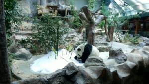 สวนสัตว์เชียงใหม่จัดคลายร้อน “แพนด้า” กะให้หายเครียดพร้อมผสมพันธุ์(ชมคลิป)