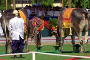 พระโคเขมรไม่เสวยข้าว ทำชาวกัมพูชาหวั่นปีนี้ผลผลิตน้อย