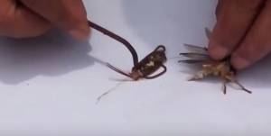 พยาธิขนม้าในแมลงไม่อันตราย เปิบได้ถ้าทำให้สุกพอ