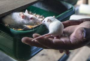 Scientists restore lost memories in mice, shedding light on amnesia