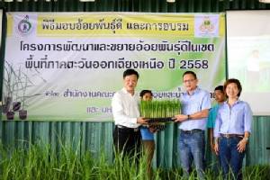 ชาวไร่อ้อยบุรีรัมย์รับอ้อยพันธุ์ดี