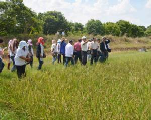 “สวนจารุวรรณ” นาข้าวอินทรีย์มาตรฐาน IFOAM พร้อมเปิดฟาร์มให้คำปรึกษาเกษตรกร