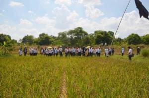 “สวนจารุวรรณ” นาข้าวอินทรีย์มาตรฐาน IFOAM พร้อมเปิดฟาร์มให้คำปรึกษาเกษตรกร