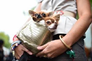 Dogs snub people who are mean to their owners: study