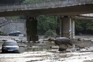 In Pics &amp; Clips : ยอดตายน้ำท่วมจอร์เจียเพิ่มเป็น 14 จำใจยิงทิ้งสัตว์หลุดเพ่นพ่านกลางเมือง